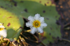 Nymphoides indica